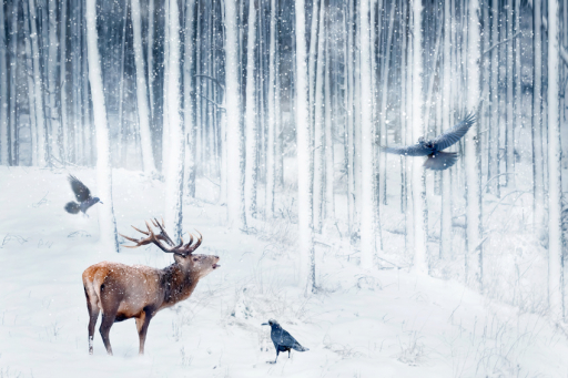 Red deer and crows in the winter snowy forest. Artistic winter image. Winter wonderland.